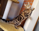 Кошки в Москве: Роскошный подрощенный шотландский котик скотиш-страйт Мальчик, 40 000 руб. - фото 10