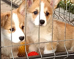 Собаки в Краснодаре: Щенок корги, 1 руб. - фото 1
