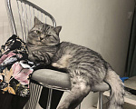 Кошки в Воронеже: Кот для вязки, 800 руб. - фото 3