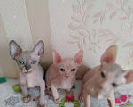 Кошки в Ливны: Котята Канадский сфинкс, 15 999 руб. - фото 1