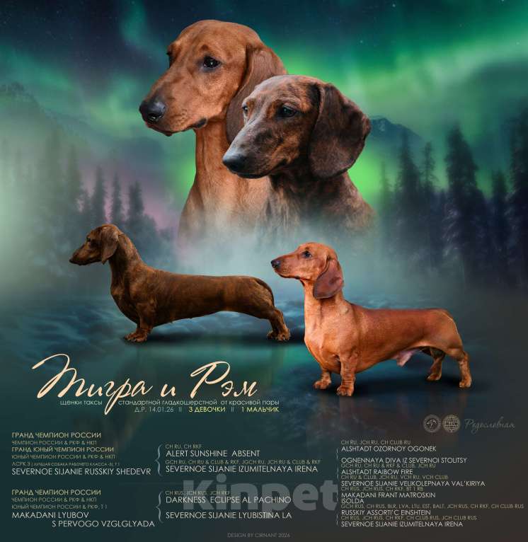 Собаки в Мурманске: Такса стандартная гладкошерстная Мальчик, 50 000 руб. - фото 1