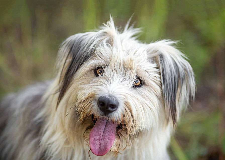 Собаки в Москве: Молодая некрупная собачка Груша ищет дом  Девочка, 10 руб. - фото 4