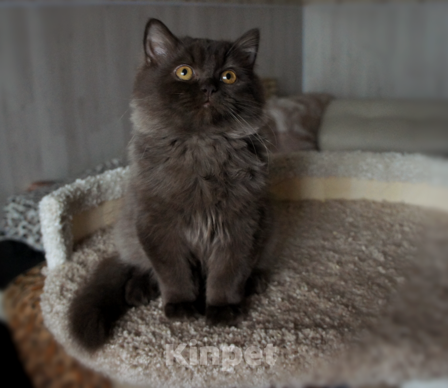 Кошки в Санкт-Петербурге: Британский мальчик . Мальчик, 25 000 руб. - фото 1