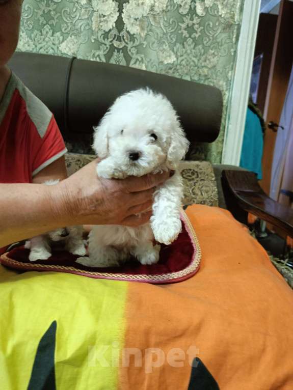 Собаки в Кореновске: Той-пудель Девочка, 40 000 руб. - фото 4