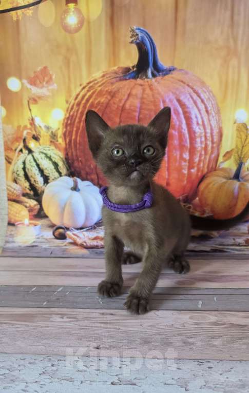 Кошки в других городах Ленинградской области: Бурманские котята Мальчик, 40 000 руб. - фото 7