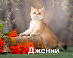 Кошки в других городах Калужской области: Шотландские котята Девочка, 30 000 руб. - фото 2
