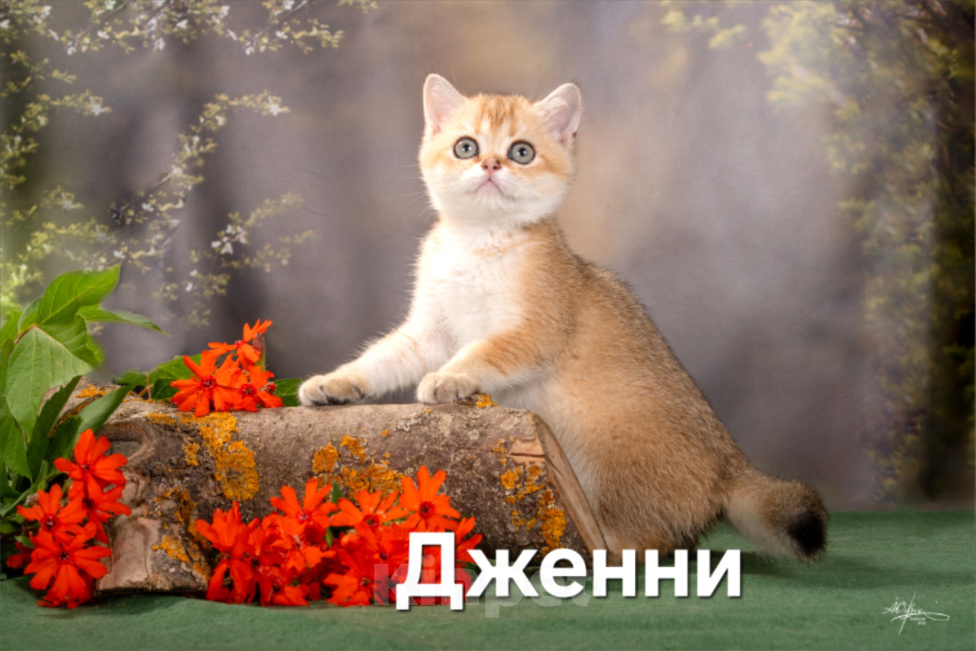 Кошки в других городах Калужской области: Шотландские котята Девочка, 30 000 руб. - фото 2