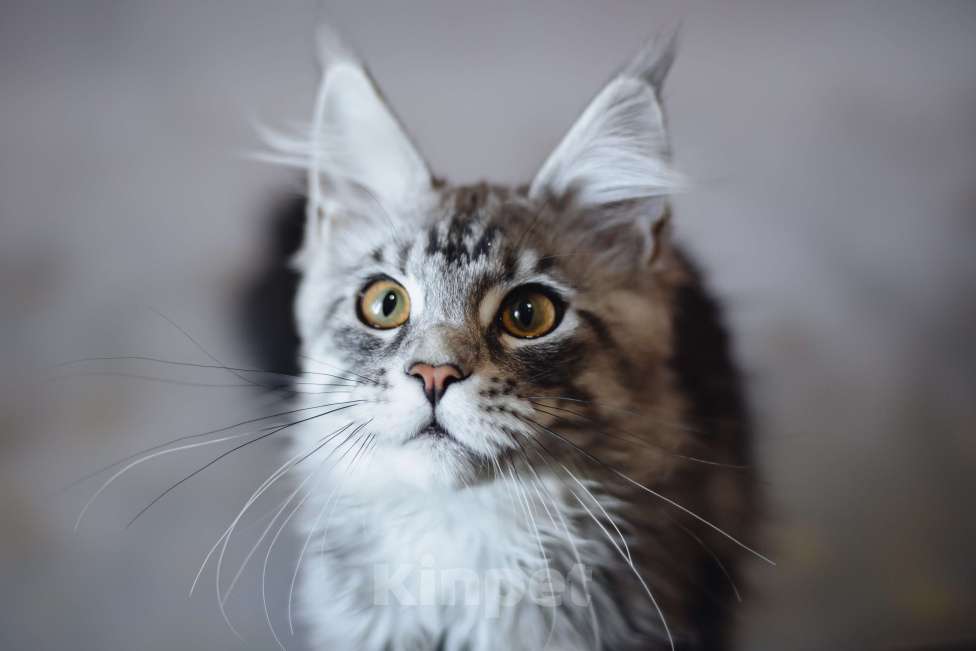 Кошки в Королеве: Котенок помета А; Мейн Кун, Айсберг. Мальчик, 25 000 руб. - фото 2