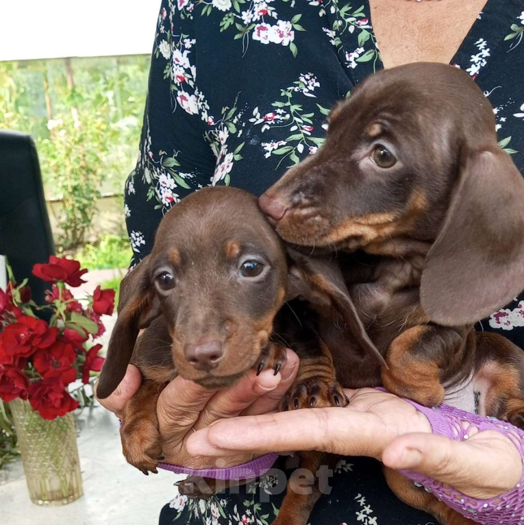 Собаки в Москве: Девочка кроличья 100% гарантия Девочка, 120 000 руб. - фото 4