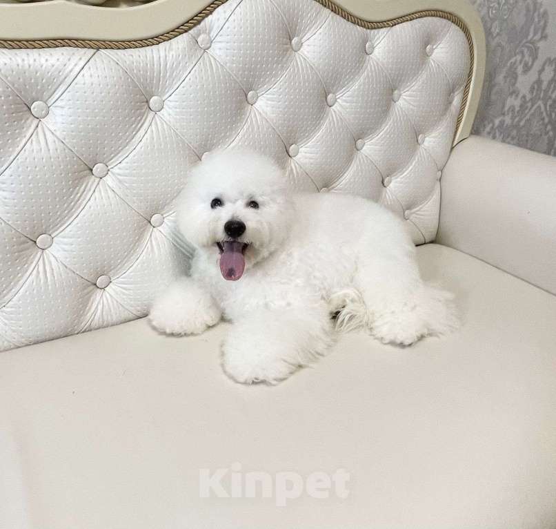 Собаки в Москве: мальчик Мальчик, 60 000 руб. - фото 4