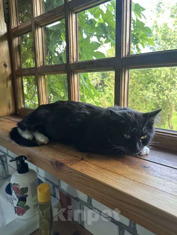 Кошки в других городах Московской области: Багира Девочка, Бесплатно - фото 5