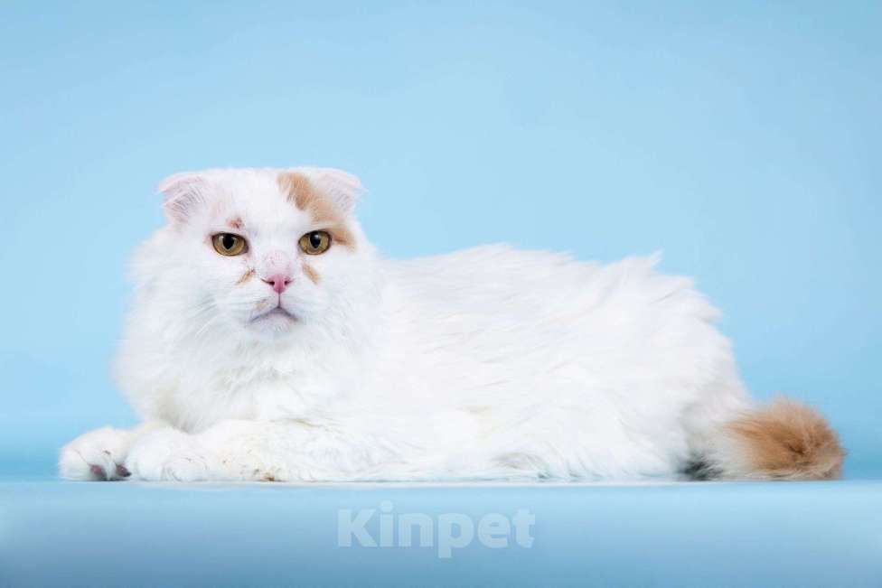 Кошки в Москве: Ласковый вислоухий белый кот Мальчик Мальчик, Бесплатно - фото 2