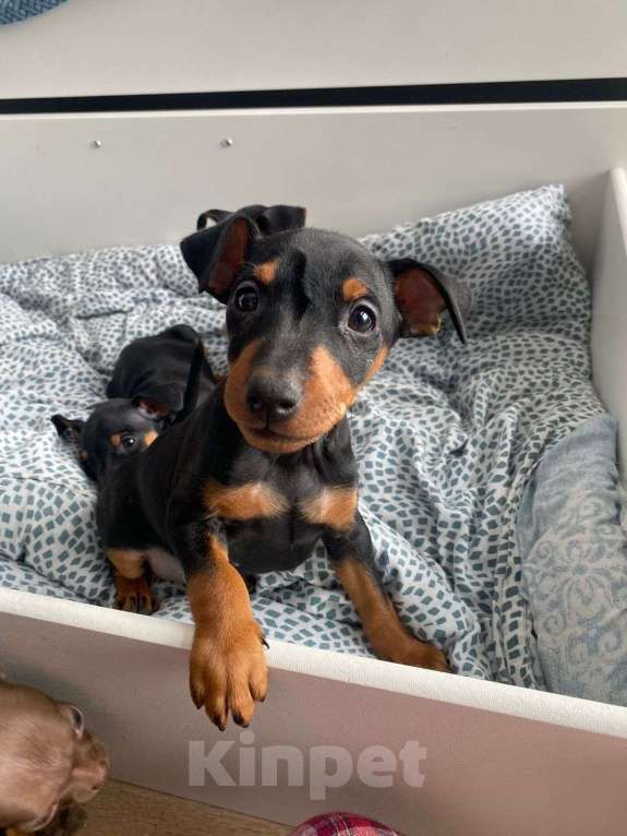 Собаки в Москве: Щенки цвергпинчера Мальчик, 10 000 руб. - фото 2