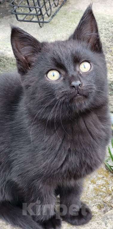 Кошки в Воронеже: Котёнок Кузя в добрые руки Мальчик, Бесплатно - фото 4