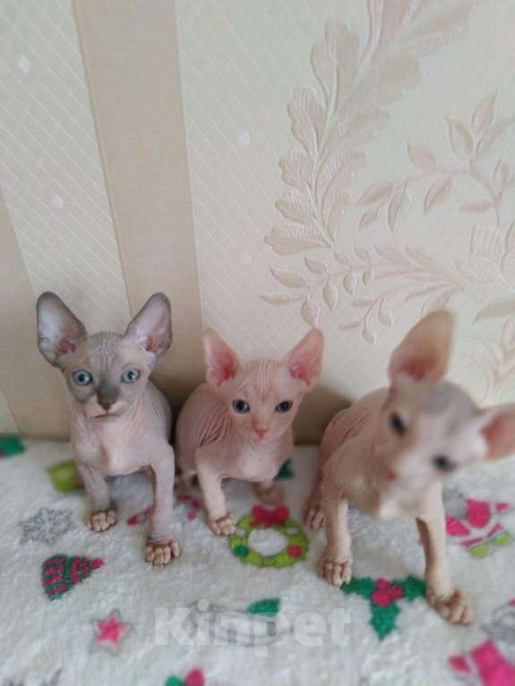 Кошки в Ливны: Котята Канадский сфинкс, 15 999 руб. - фото 1