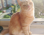 Кошки в Новосибирске: Умный котёнок в добрые руки Мальчик, Бесплатно - фото 1