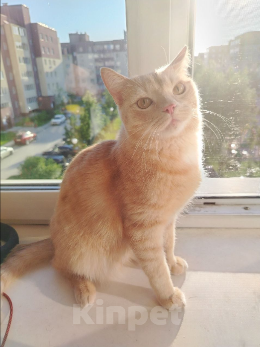 Кошки в Новосибирске: Умный котёнок в добрые руки Мальчик, Бесплатно - фото 1