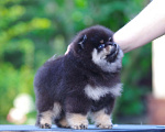 Собаки в Солнечногорске: Продажа щенка  Мальчик, Бесплатно - фото 5