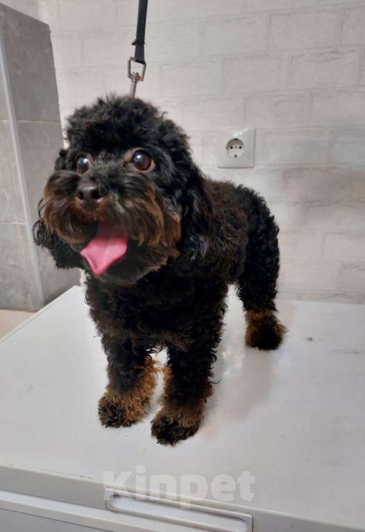 Собаки в Ростове-на-Дону: Той-пудель ( миниатьрный до 3кг) девочка и мальчик мраморный абрикос продам Мальчик, 100 000 руб. - фото 5