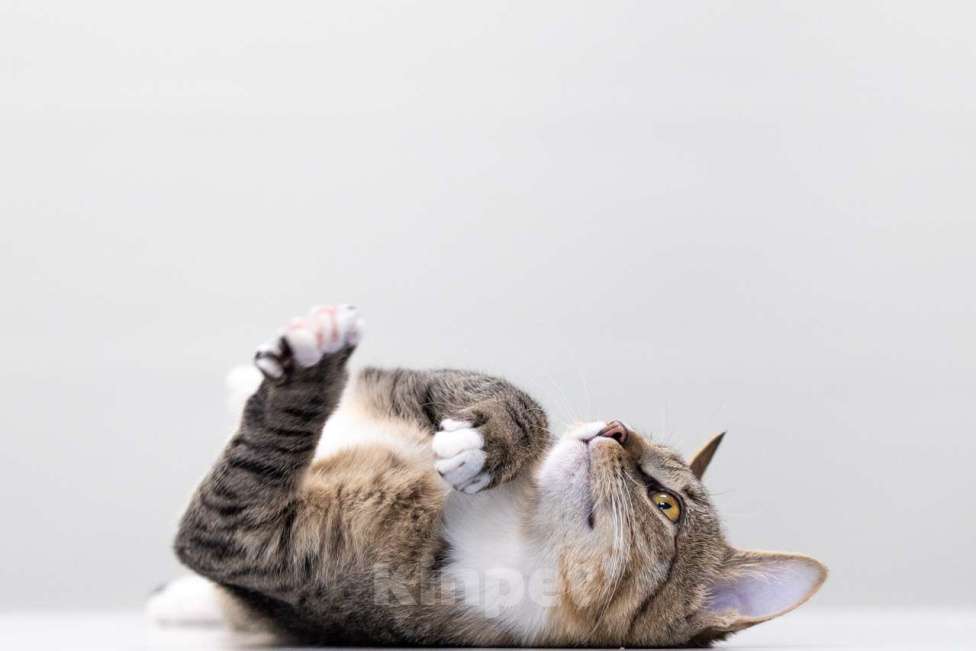 Кошки в Москве: Джонни Мальчик, Бесплатно - фото 5