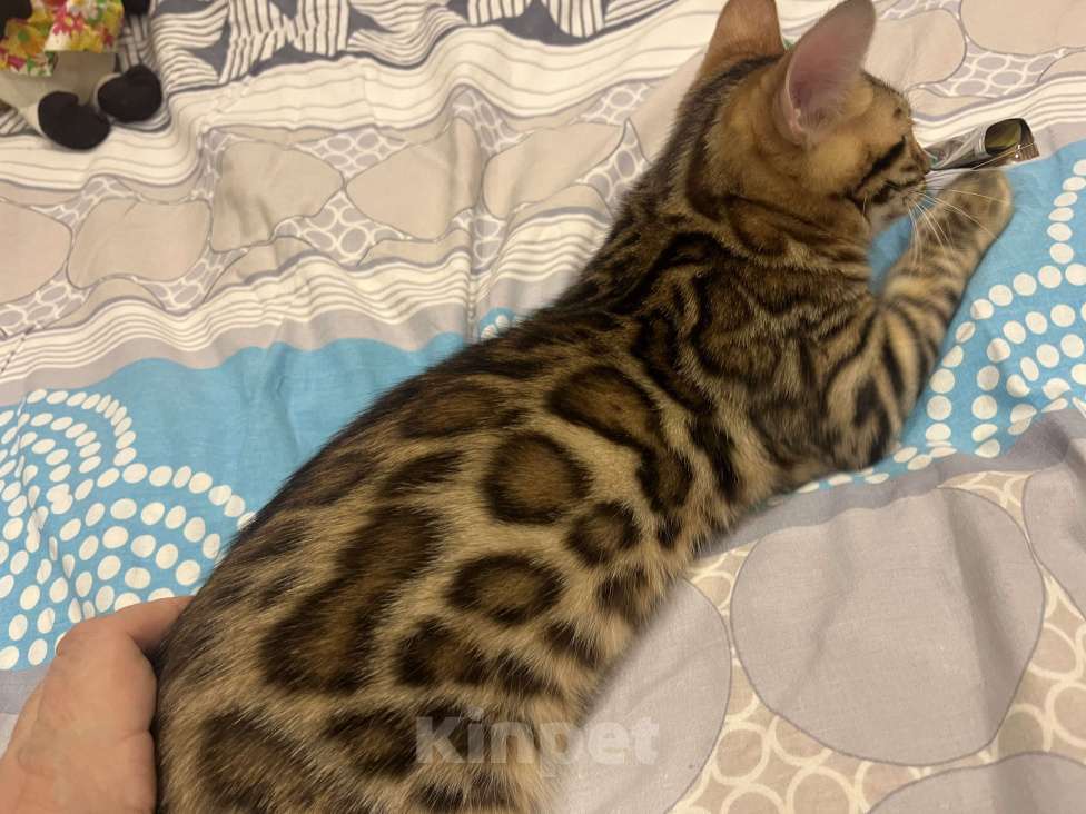 Кошки в Санкт-Петербурге: Бенгальский мальчик  Мальчик, Бесплатно - фото 5