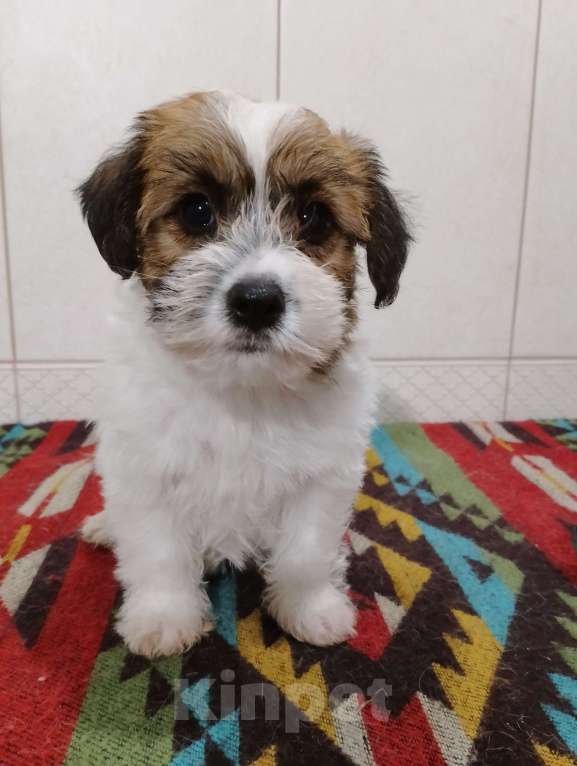 Собаки в Ставрополе: Высокопородные щенки Джек Рассел терьера  Мальчик, Бесплатно - фото 10