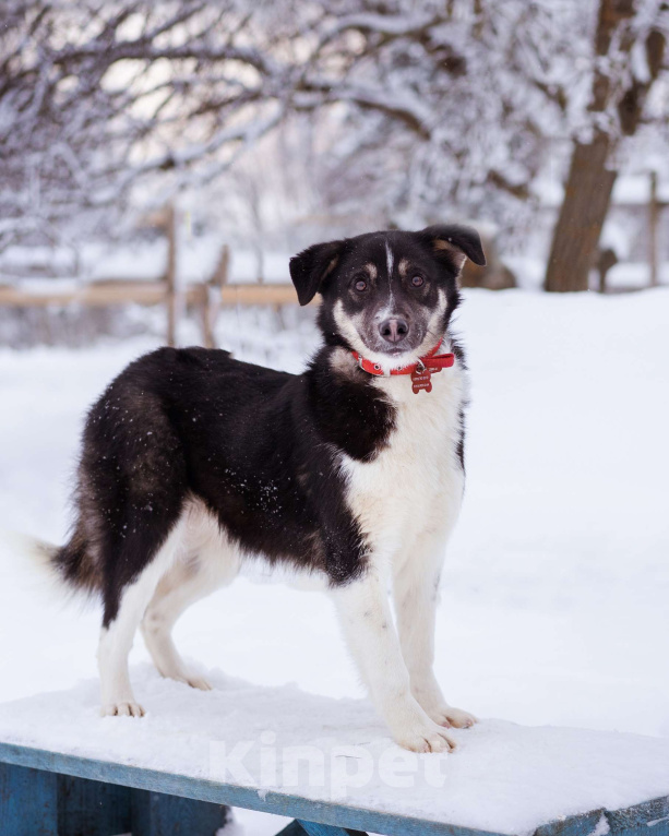 Собаки в Москве: Лада, 1 год в добрые руки Девочка, Бесплатно - фото 2