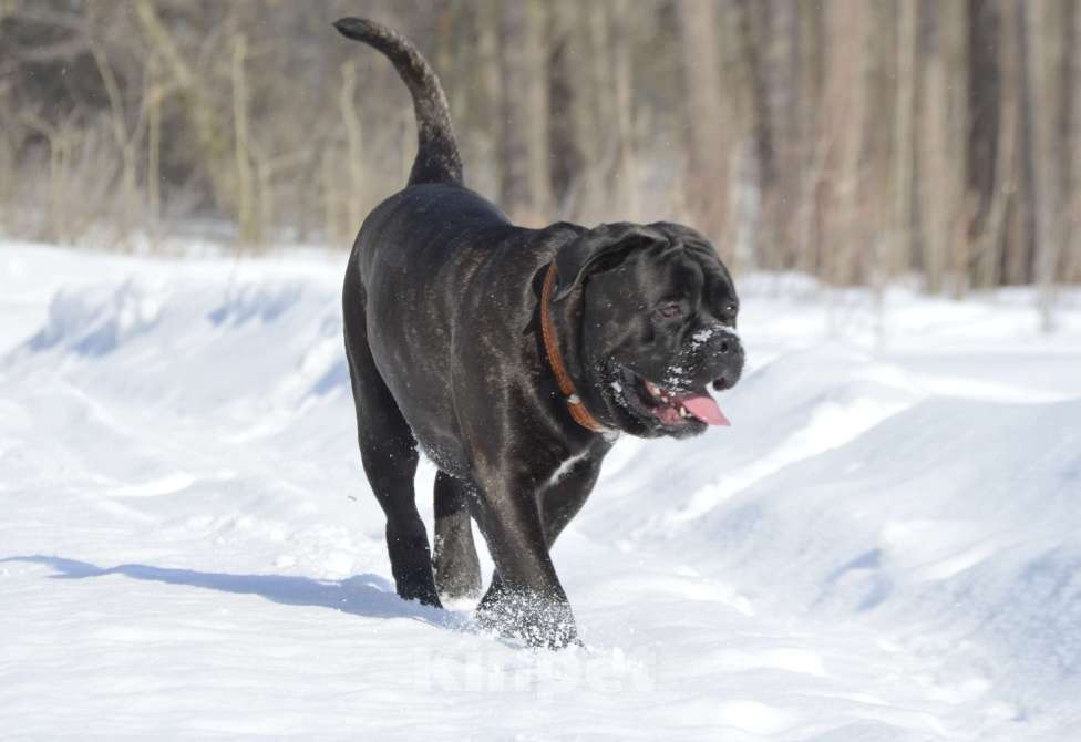 Собаки в Тольятти: Кане корсо Мальчик, Бесплатно - фото 4