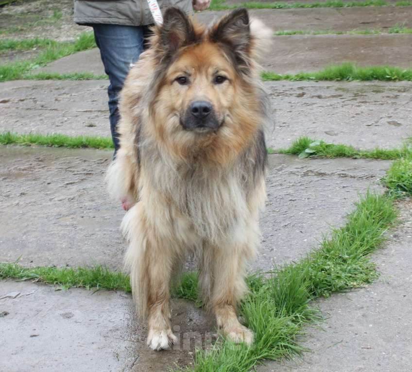 Собаки в Москве: Мишка в поисках дома и своей семьи Мальчик, Бесплатно - фото 5