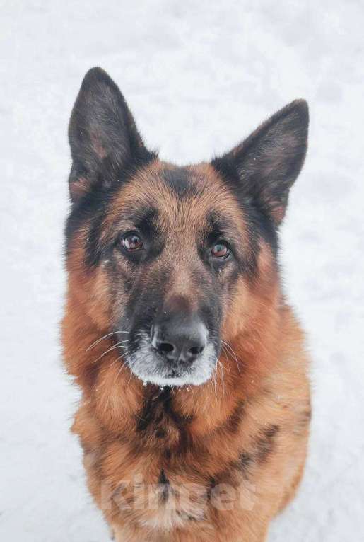 Собаки в Москве: Ярис ищет дом Мальчик, Бесплатно - фото 1