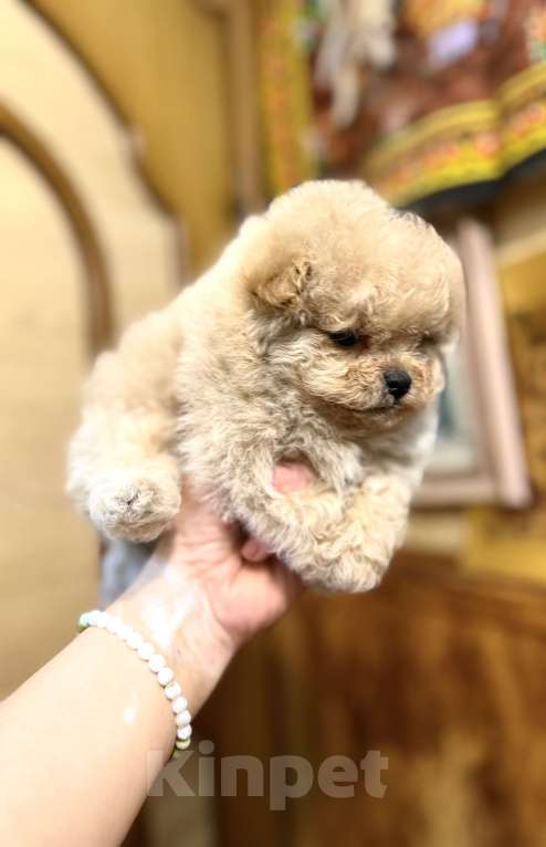 Собаки в Ростове-на-Дону: Мальтипу девочки Девочка, 70 000 руб. - фото 7