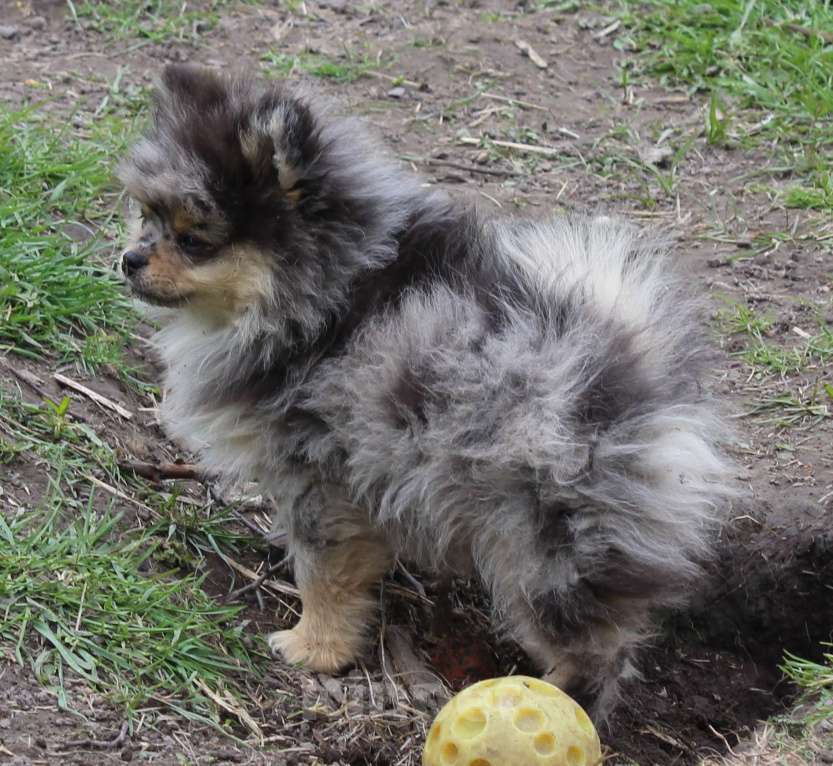 Собаки в Москве: девочка мерле Девочка, 50 000 руб. - фото 2
