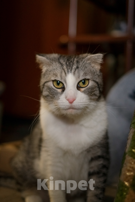 Кошки в Санкт-Петербурге: Зена из приюта Девочка, Бесплатно - фото 1