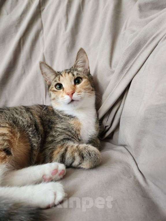 Кошки в Москве: Прелестная Флора в добрые руки Девочка, Бесплатно - фото 6