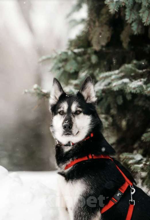 Собаки в Москве: Статный красавец Джой ищет дом. Мальчик, Бесплатно - фото 3