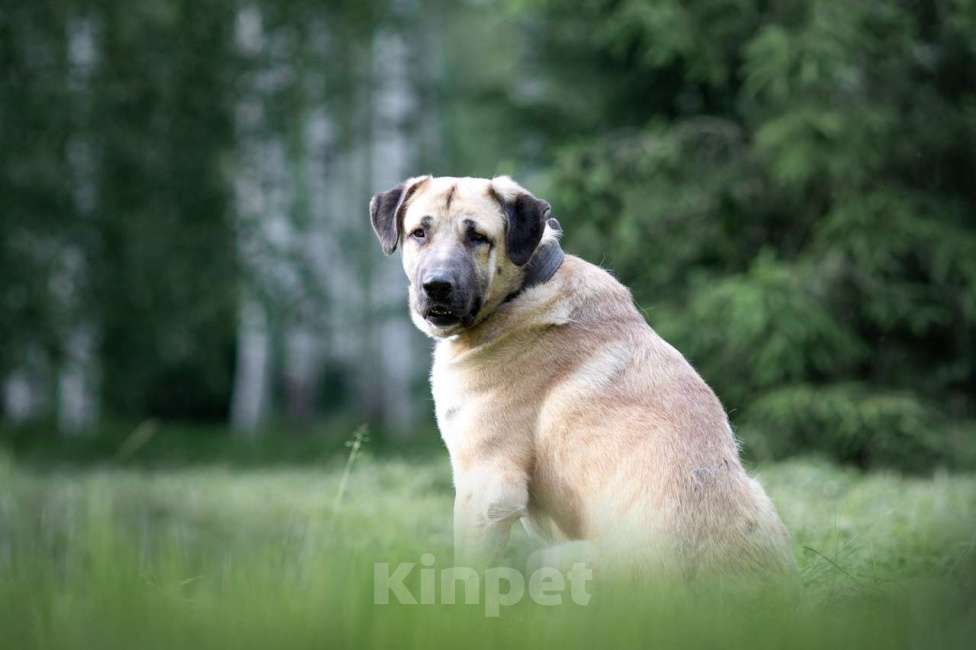 Собаки в Москве: Петя Мальчик, Бесплатно - фото 5