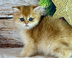 Кошки в Саранске: Прямоухий шотландский мальчик золотая шиншилла Мальчик, 55 000 руб. - фото 2