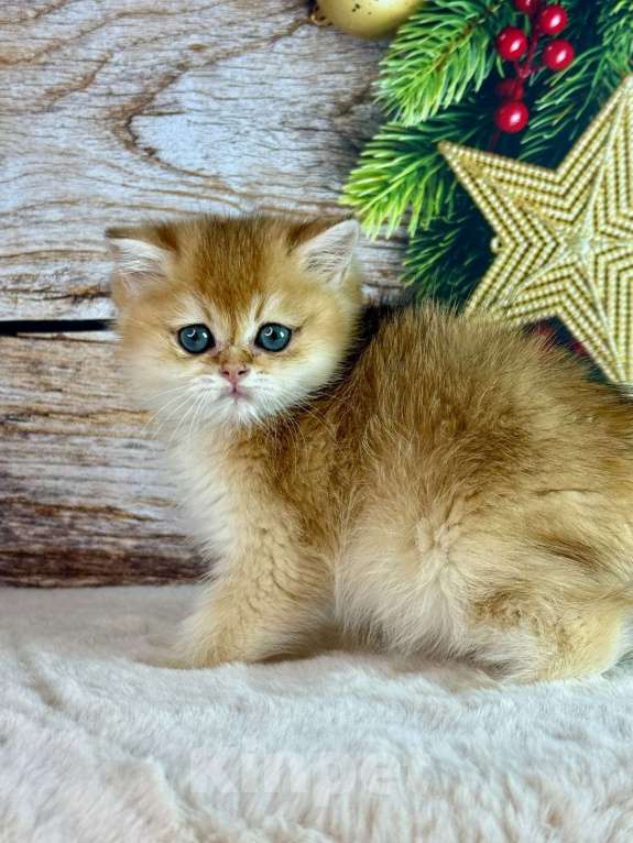 Кошки в Саранске: Прямоухий шотландский мальчик золотая шиншилла Мальчик, 55 000 руб. - фото 2