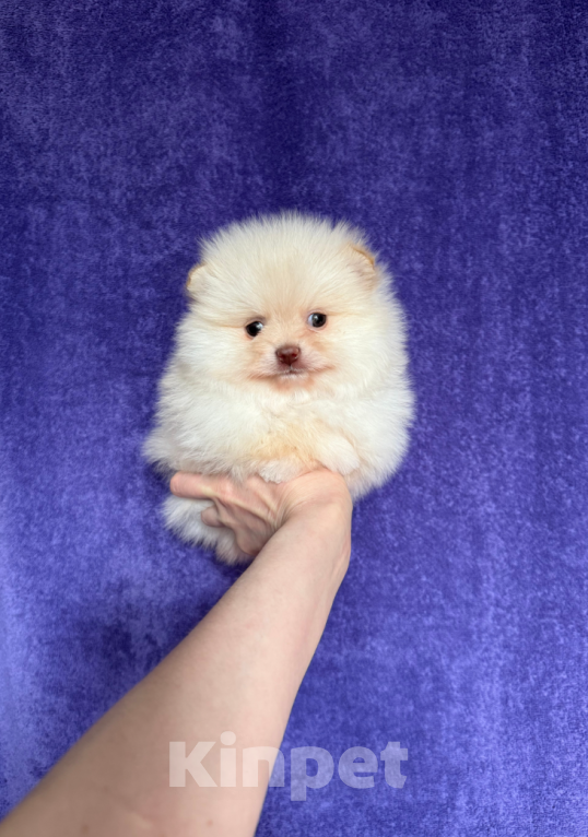 Собаки в Москве: Девочка крем Девочка, 25 000 руб. - фото 1