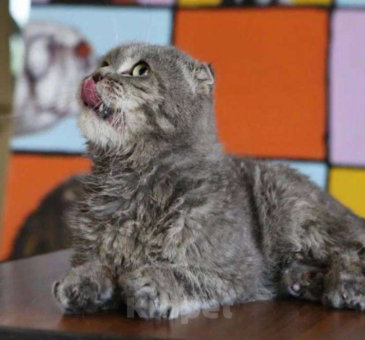 Кошки в Москве: Колобочку некуда идти! Мальчик, Бесплатно - фото 3