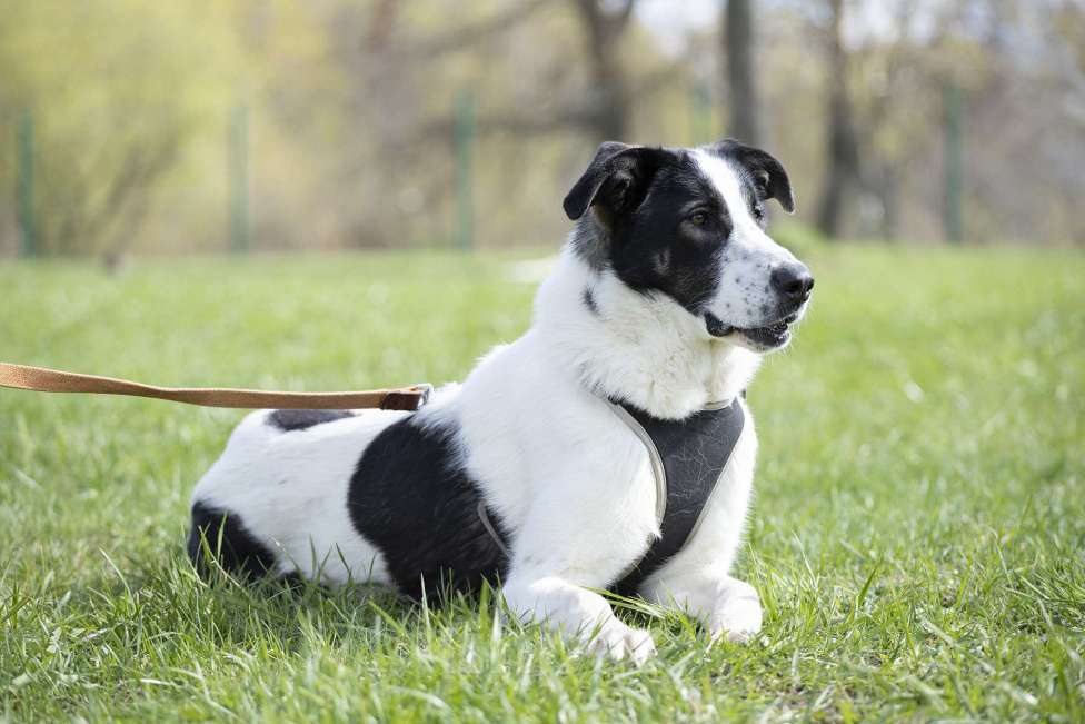 Собаки в Москве: Ласковая собака Бонита в добрые руки Девочка, Бесплатно - фото 3