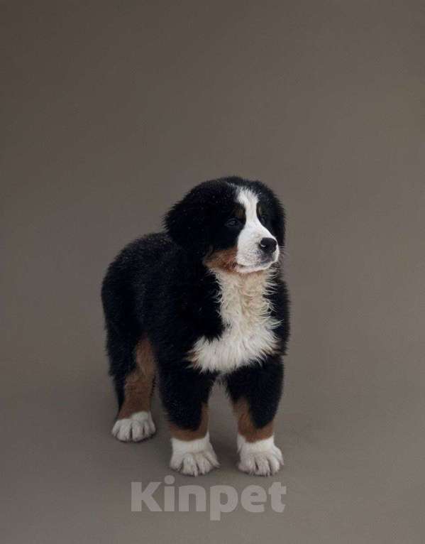 Собаки в Челябинске: Щенки бернского зенненхунда Девочка, Бесплатно - фото 2