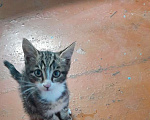 Кошки в Новосибирске: Отдам котенка мальчика бесплатно Мальчик, Бесплатно - фото 1