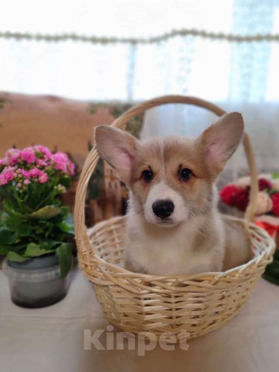 Собаки в Пересвете: Продаётся мальчишка шалунишка🥰 Мальчик, 50 000 руб. - фото 7