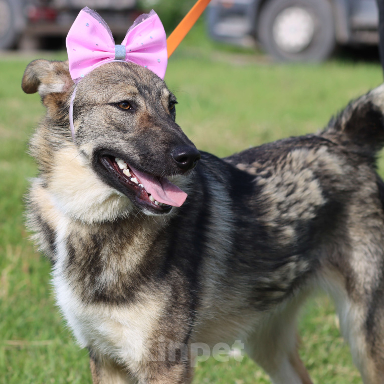 Собаки в Москве: Молодая ласковая собака в добрые руки Девочка, Бесплатно - фото 2