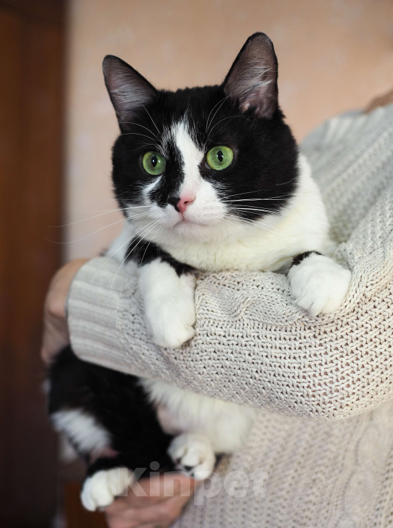 Кошки в Москве: Кот Вася в добрые руки  Мальчик, Бесплатно - фото 5