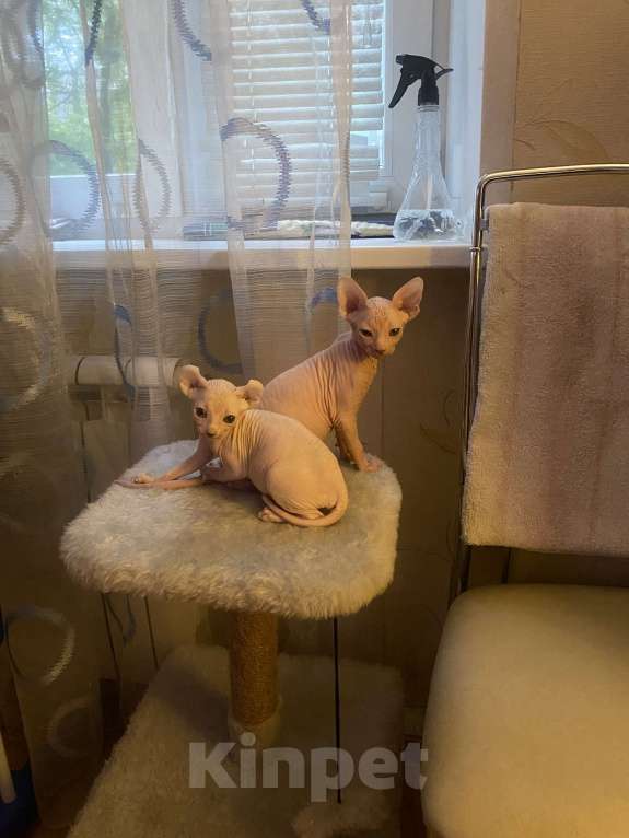 Кошки в Лыткарино: Мальчик белый Мальчик, 20 000 руб. - фото 3