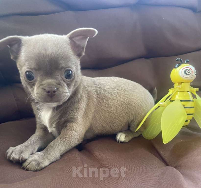 Собаки в других городах Ленинградской области: Щенок чихуахуа Девочка, 60 000 руб. - фото 2