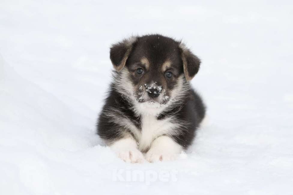 Собаки в Москве: Вельш корги пемброк Мальчик, 60 000 руб. - фото 1