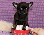 Собаки в Москве: Красавица ЧИХУАХУА Девочка, 55 000 руб. - фото 1